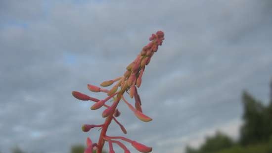 Ivan-tea "White-pink" (from the tops)