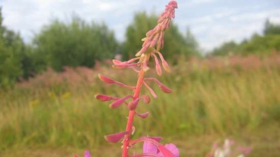 Ivan-tea "White-pink" (from the tops)