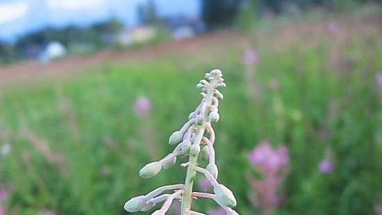 Ivan-tea "Bianco-rosa" (dall'alto)