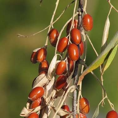 Gefermenteerde thee gemaakt van bladeren van tuin en wilde planten (masterclass)