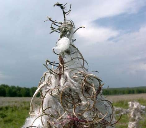 Gefermenteerde thee gemaakt van bladeren van tuin en wilde planten (masterclass)