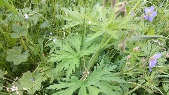 Tè fermentato in foglie di prato al geranio (erba mullah)