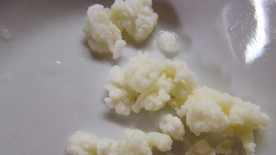 Tibeti kefir gomba