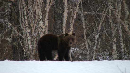 Tintahal burgonya-páfrány-spenót sapka alatt Cédrus fantázia