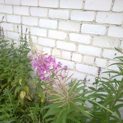 ชาอีวาน (การหมักใบ fireweed) - เจ้านายชั้นสูง