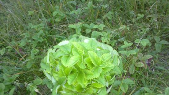 Gefermenteerde thee gemaakt van bladeren van tuin en wilde planten (masterclass)