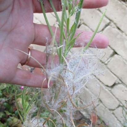 Ceaiul Ivan (fermentarea frunzelor de fireweed) - clasă de master