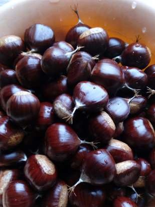 Ang mga chestnuts ay pinakuluan sa isang multicooker o Brand pressure cooker