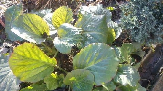 Té fermentado elaborado con hojas de jardín y plantas silvestres (clase magistral)