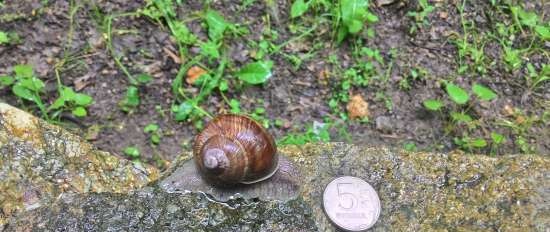 Pag-aaral tungkol sa mga snail ng ubas