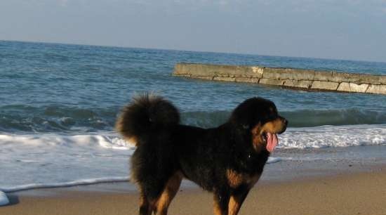 The first puppies of the Tibetan Mastiff