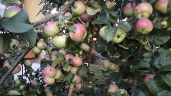 Preparació dolça a partir de orujo de fruites