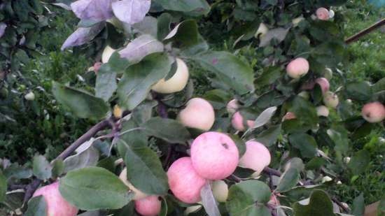 Preparato dolce a base di vinacce di frutta