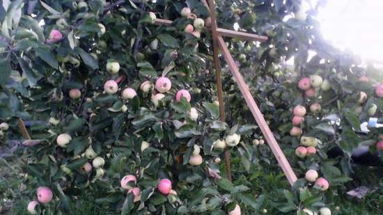 Preparació dolça a partir de orujo de fruites