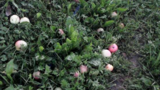 Preparato dolce a base di vinacce di frutta