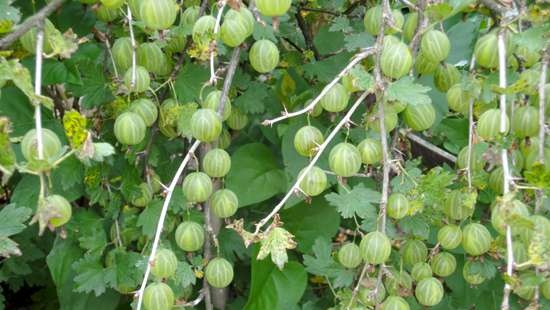 Vino fatto in casa Shaturskoe solare