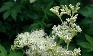 Gefermenteerde thee gemaakt van bladeren van tuin en wilde planten (masterclass)