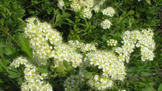 Gefermenteerde thee gemaakt van bladeren van tuin en wilde planten (masterclass)