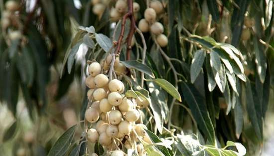 Tè fermentato a base di foglie di giardino e piante selvatiche (master class)