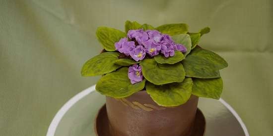 Torte di fiori