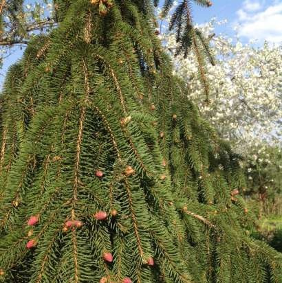 Marmellata di pigne