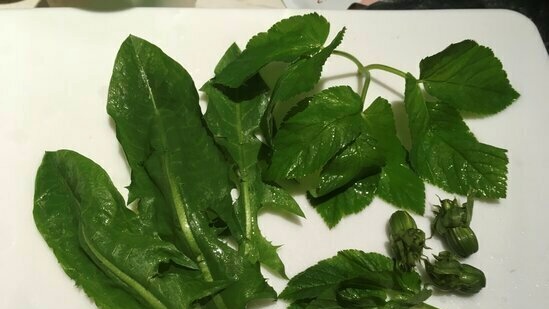 Vitamin salad made from dream, nettle, dandelion and other early greens