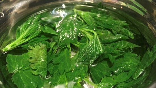 Vitamin salad made from dream, nettle, dandelion and other early greens