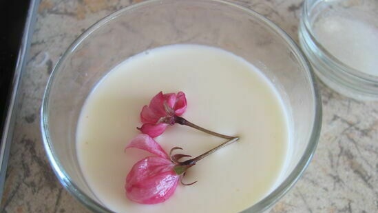 Panna Cotta Sakura