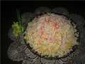 Grated crab salad