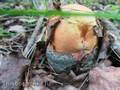 Boletus boletus voorbereiding voor verder gebruik