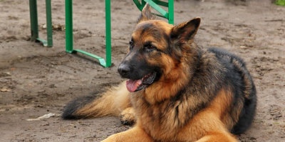 Premios de combate en el reino animal