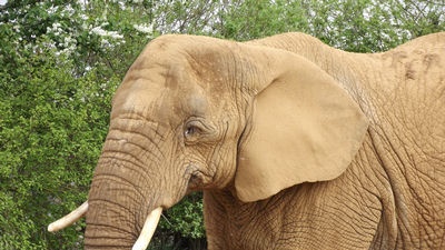 Premios de combate en el reino animal