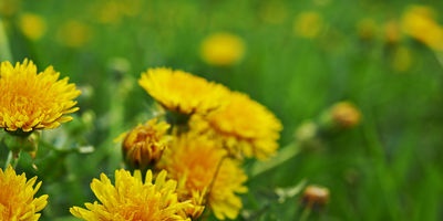 Dandelion