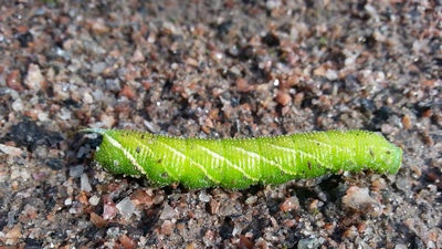 Badania entomologiczne w Egipcie