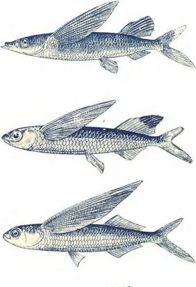 Distribution of flying fish in the oceans