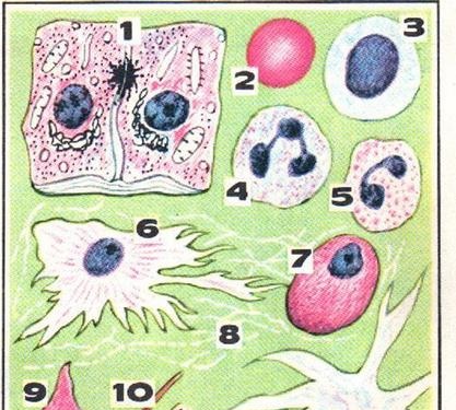 Complex life of a simple cell