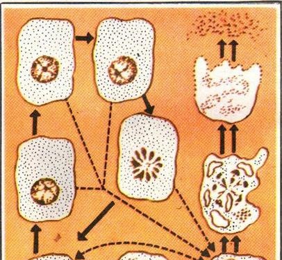 Complex life of a simple cell