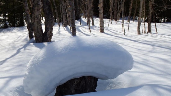 Libro bianco invernale