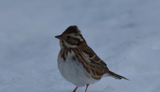 Februari in de buitenwijken