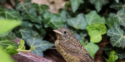 Życie osobiste Nightingale'a