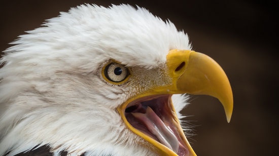 Donde el águila arrancó a la serpiente