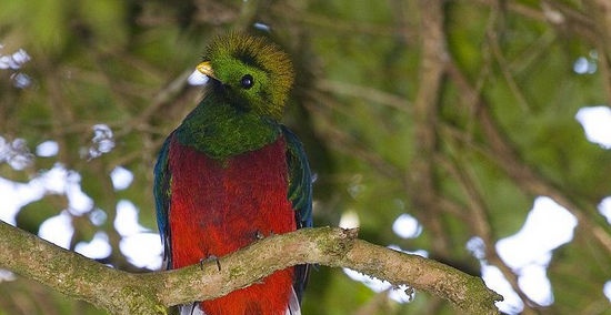 Donde el águila arrancó a la serpiente