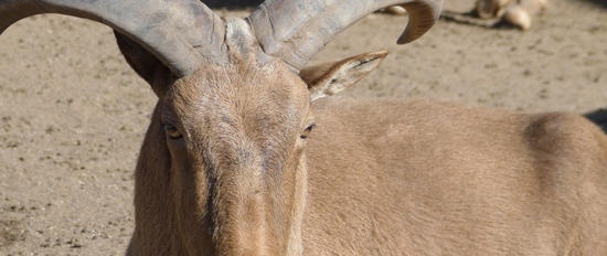 Dieren - op een geografische kaart