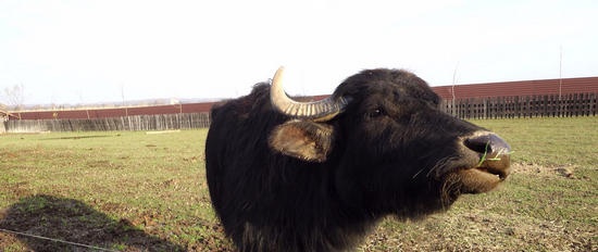 Dieren - op een geografische kaart