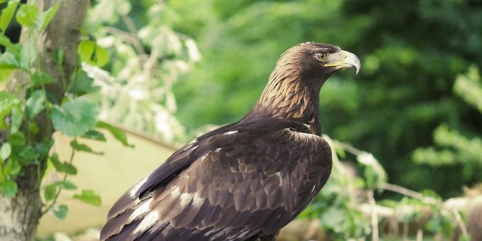 Águila dorada