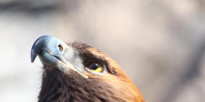 Águila dorada