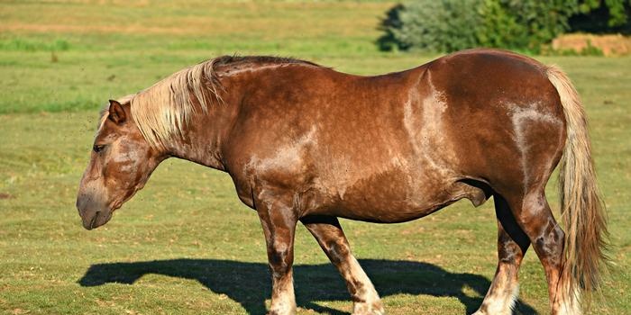 Trajes de caballo