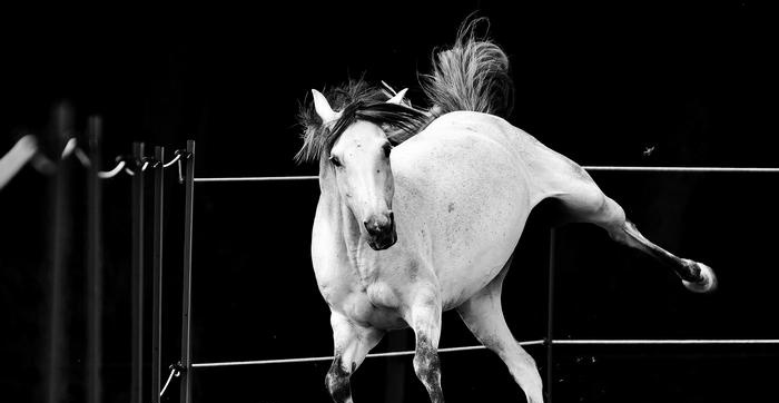 Trajes de caballo