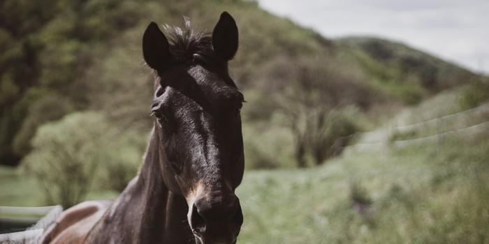 Trajes de caballo