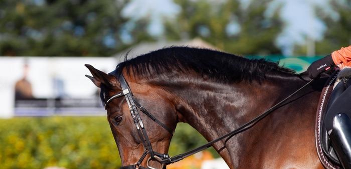 Trajes de caballo